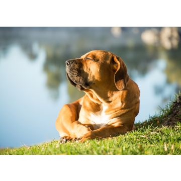 Lais Puzzle - Boerboel - 100, 200, 500 & 1.000 Teile
