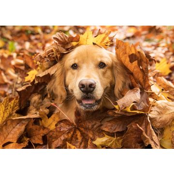 Lais Puzzle - Golden Retriever - 100, 200, 500 & 1.000 Teile