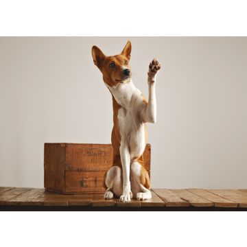 Lais Puzzle - Basenji - 100, 200, 500 & 1.000 Teile