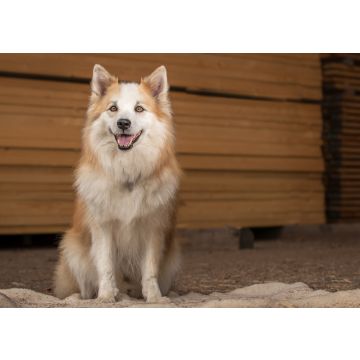 Lais Puzzle - Islandhund - 100, 200, 500 & 1.000 Teile