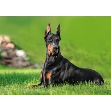 Lais Puzzle - Dobermann - 100, 200, 500 & 1.000 Teile