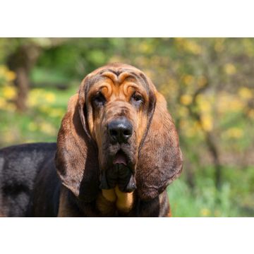 Lais Puzzle - Bloodhound - 100, 200, 500 & 1.000 Teile