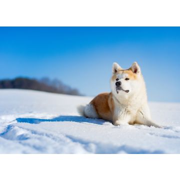Lais Puzzle - Akita Inu - 100, 200, 500 & 1.000 Teile