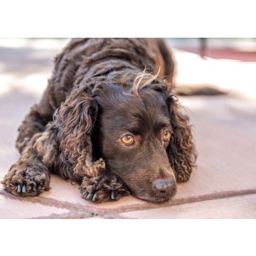 Lais Puzzle - American Water Spaniel - 100, 200, 500 & 1.000 Teile