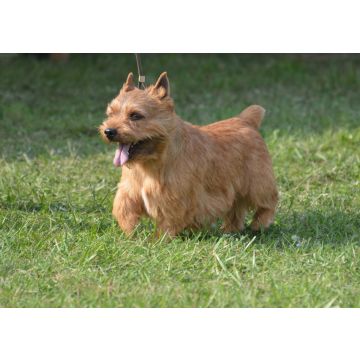 Lais Puzzle - Glen of Imaal Terrier - 100, 200, 500 & 1.000 Teile