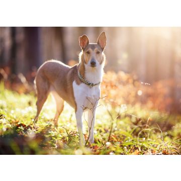 Lais Puzzle - Kurzhaarcollie - 100, 200, 500 & 1.000 Teile
