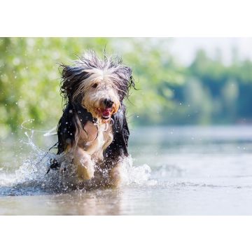 Lais Puzzle - Bearded Collie - 100, 200, 500 & 1.000 Teile