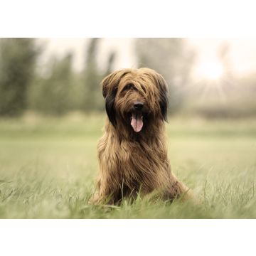 Lais Puzzle - Briard - 100, 200, 500 & 1.000 Teile