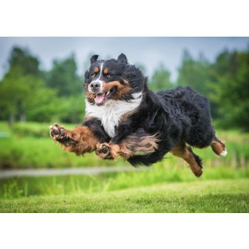 Lais Puzzle - Berner Sennenhund - 100, 200, 500 & 1.000 Teile