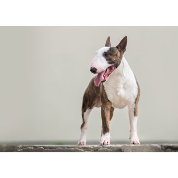 Lais Puzzle - Englischer Bullterrier - 100, 200, 500 & 1.000 Teile