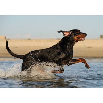 Lais Puzzle - Black and Tan Coonhound - 100, 200, 500 & 1.000 Teile