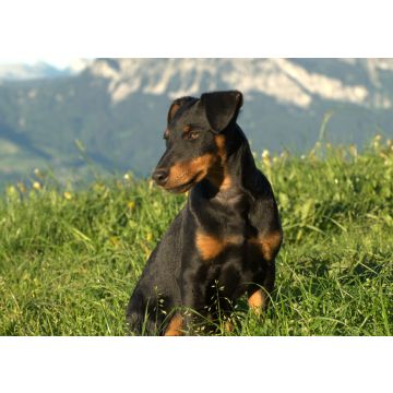 Lais Puzzle - Deutscher Jagdterrier - 100, 200, 500 & 1.000 Teile