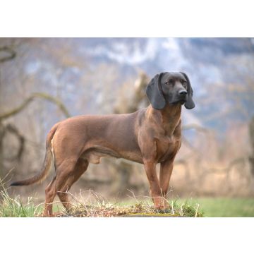 Lais Puzzle - Bayerischer Gebirgsschweisshund - 100, 200, 500 & 1.000 Teile