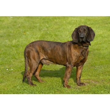 Lais Puzzle - Hannoverscher Schweißhund - 100, 200, 500 & 1.000 Teile