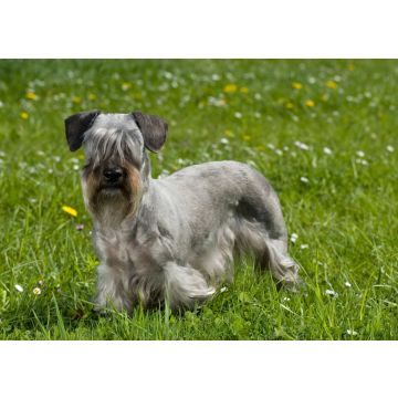 Lais Puzzle - Cesky Terrier - 100, 200, 500 & 1.000 Teile