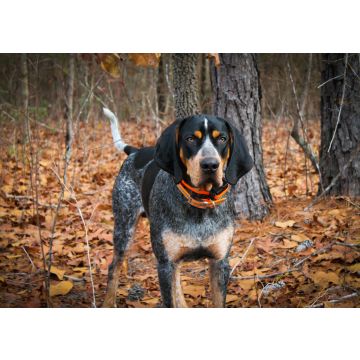 Lais Puzzle - Bluetick Coonhound - 100, 200, 500 & 1.000 Teile