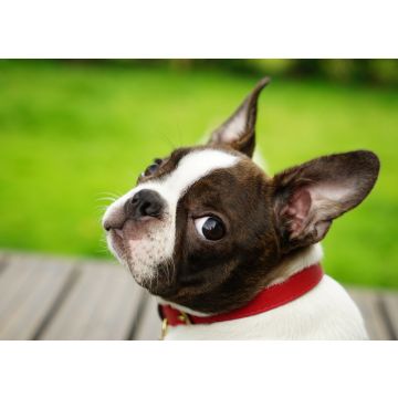 Lais Puzzle - Boston Terrier - 100, 200, 500 & 1.000 Teile