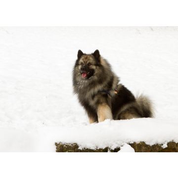 Lais Puzzle - Deutscher Wolfsspitz - 100, 200, 500 & 1.000 Teile