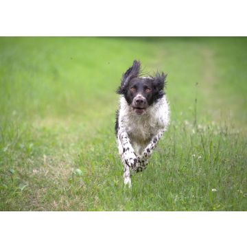 Lais Puzzle - Deutscher Wachtelhund - 100, 200, 500 & 1.000 Teile