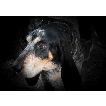Lais Puzzle - Grand Bleu de Gascogne - 100, 200, 500 & 1.000 Teile