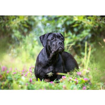 Lais Puzzle - Cane Corso - 100, 200, 500 & 1.000 Teile