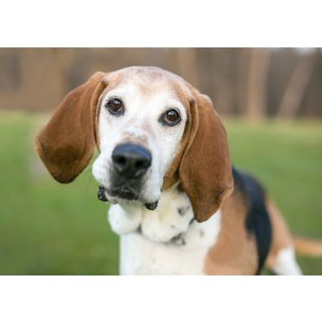 Lais Puzzle - English Foxhound - 100, 200, 500 & 1.000 Teile