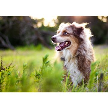 Lais Puzzle - Australian Shepherd - 100, 200, 500 & 1.000 Teile