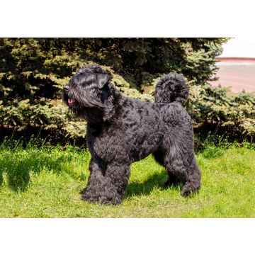 Lais Puzzle - Bouvier des Flandres - 100, 200, 500 & 1.000 Teile