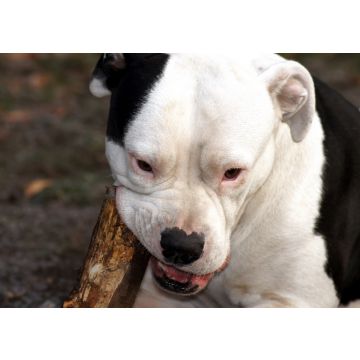 Lais Puzzle - Amerikanischer Pitbull-Terrier - 100, 200, 500 & 1.000 Teile
