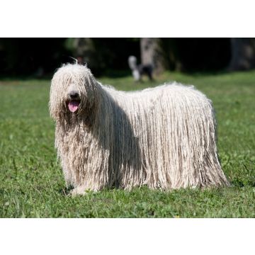 Lais Puzzle - Komondor - 100, 200, 500 & 1.000 Teile