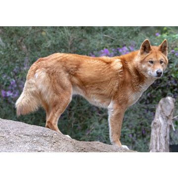 Lais Puzzle - Dingo - 100, 200, 500 & 1.000 Teile