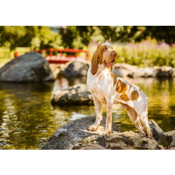 Lais Puzzle - Bracco Italiano - 100, 200, 500 & 1.000 Teile