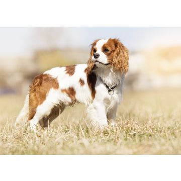 Lais Puzzle - King Charles Spaniel - 100, 200, 500 & 1.000 Teile