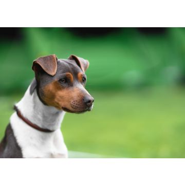 Lais Puzzle - Brasilianischer Terrier - 100, 200, 500 & 1.000 Teile