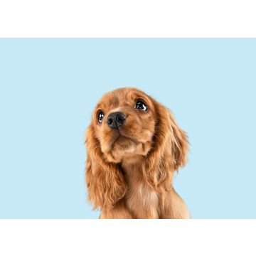 Lais Puzzle - Englischer Cocker Spaniel - 100, 200, 500 & 1.000 Teile
