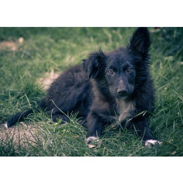 Lais Puzzle - Kroatischer Schäferhund - 100, 200, 500 & 1.000 Teile