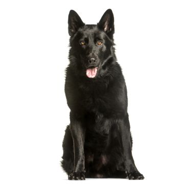 Lais Puzzle - Deutscher Schäferhund schwarz - 100, 200, 500 & 1.000 Teile