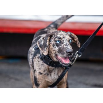Lais Puzzle - Catahoula Leopard Dog - 100, 200, 500 & 1.000 Teile