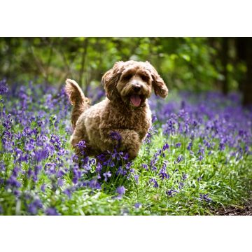 Lais Puzzle - Cockerpoo - 100, 200, 500 & 1.000 Teile