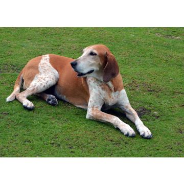 Lais Puzzle - English Coonhound - 100, 200, 500 & 1.000 Teile