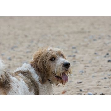 Lais Puzzle - Grand Basset Griffon Vendeen - 100, 200, 500 & 1.000 Teile