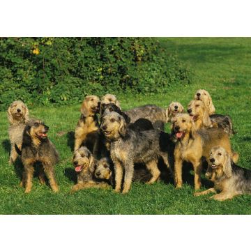Lais Puzzle - Griffon Nivernais - 100, 200, 500 & 1.000 Teile
