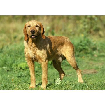 Lais Puzzle - Griffon Fauve de Bretagne - 100, 200, 500 & 1.000 Teile
