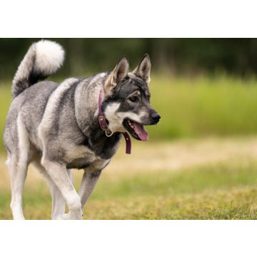Lais Puzzle - Jämthund - 100, 200, 500 & 1.000 Teile
