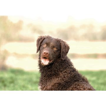Lais Puzzle - Curly-Coated Retriever - 100, 200, 500 & 1.000 Teile