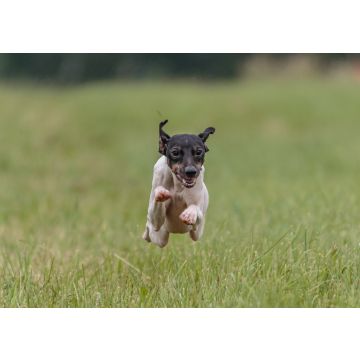 Lais Puzzle - Japanischer Terrier - 100, 200, 500 & 1.000 Teile