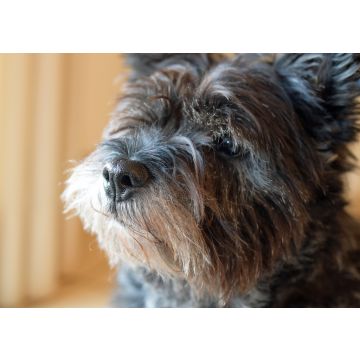 Lais Puzzle - Cairn-Terrier - 100, 200, 500 & 1.000 Teile