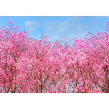Lais Puzzle - Sakura im Kitakami Tenshochi Park, Japan - 100, 200, 500 & 1.000 Teile