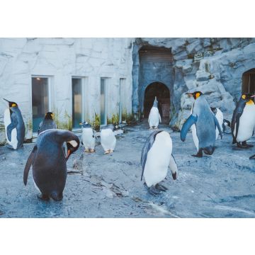 Lais Puzzle - Pinguin-Parade im Asahiyama Zoo, Japan - 100, 200, 500 & 1.000 Teile
