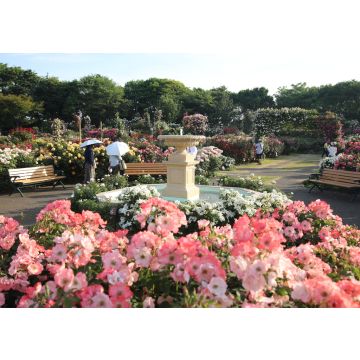 Lais Puzzle - Keisei Rosengarten, Chiba, Japan - 100, 200, 500 & 1.000 Teile